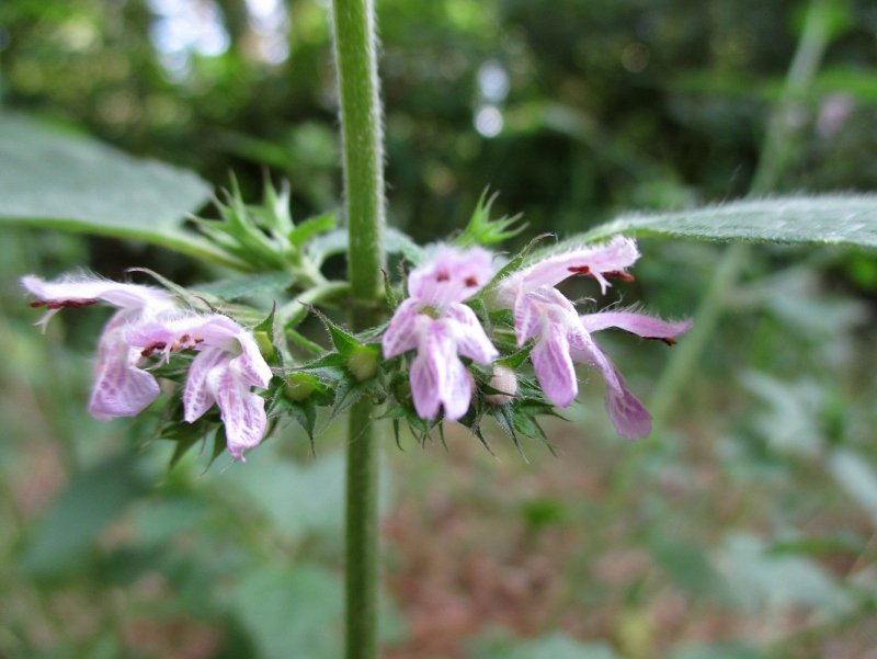 Lamium maculatum