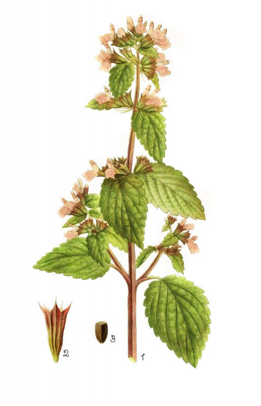 Шандра обыкновенная (Marrubium vulgare l.)