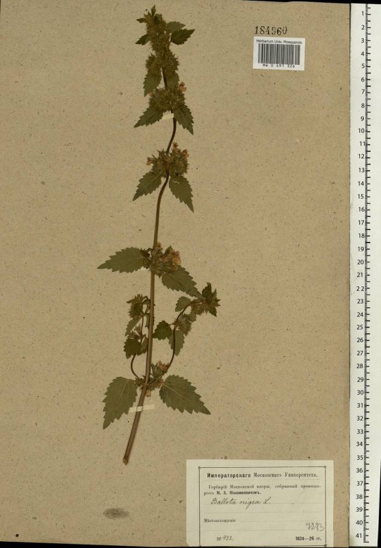 Белена (Hyoscyamus)