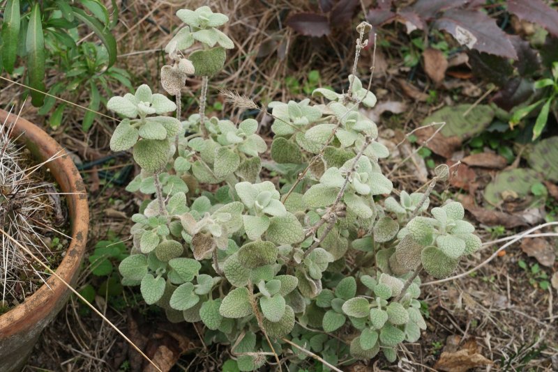 Ballota hirsuta