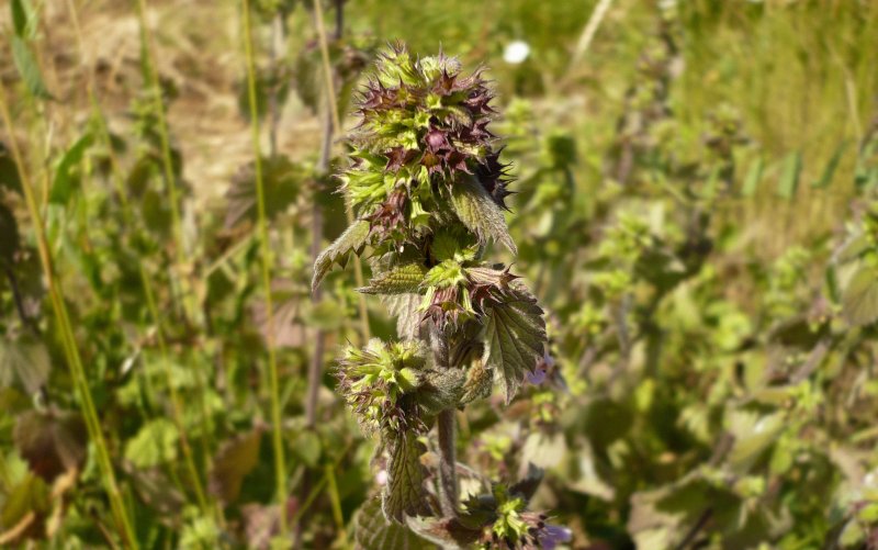 Adenosma glutinosum