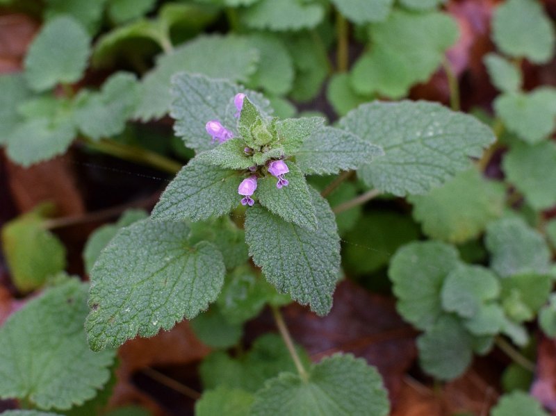 Ballota hirsuta