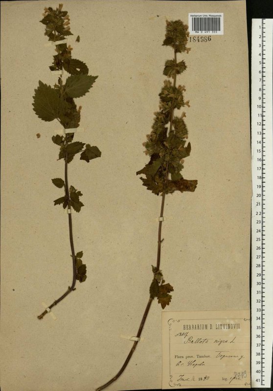 Ballota hirsuta