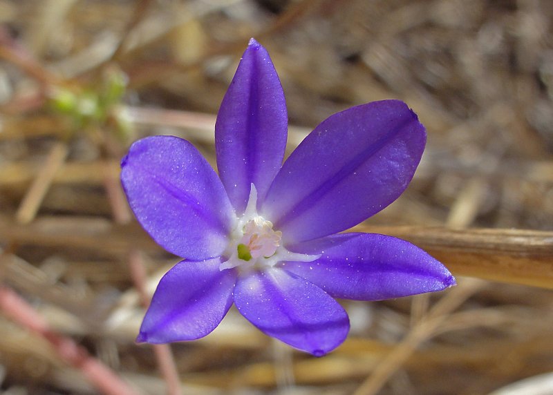 Библис liniflora