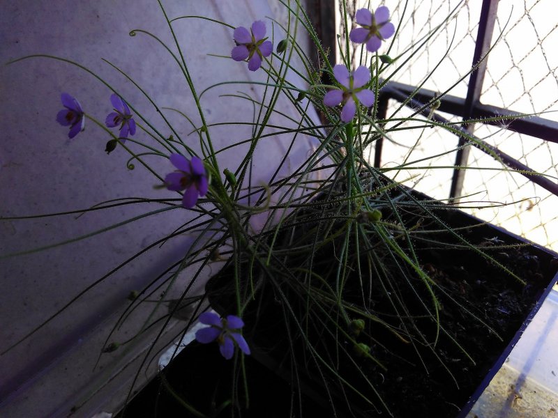 Byblis liniflora