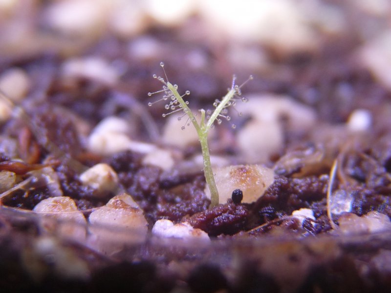 Byblis Aquatica