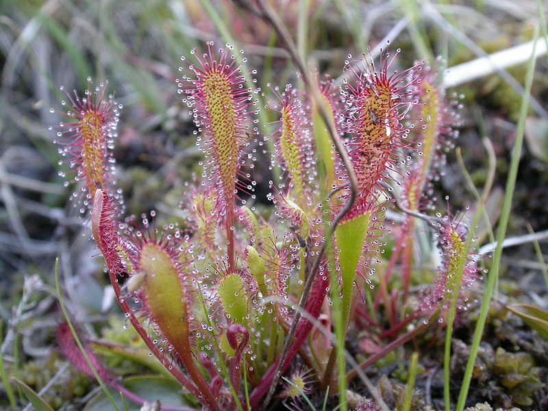Библис liniflora