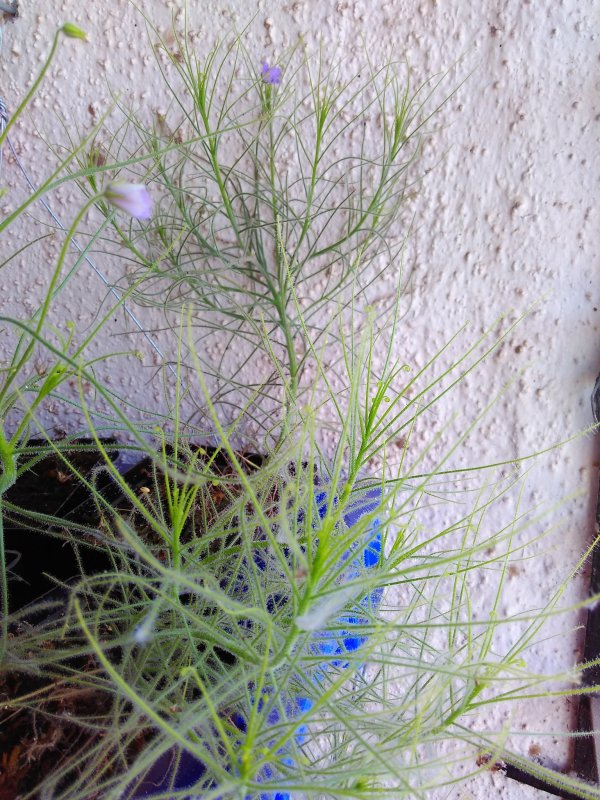 Byblis gigantea grow
