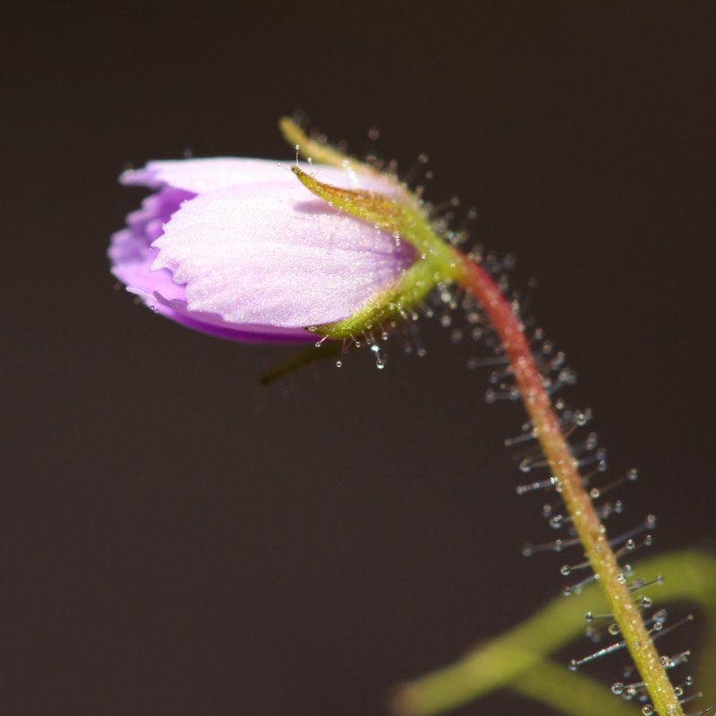Byblis gigantea grow