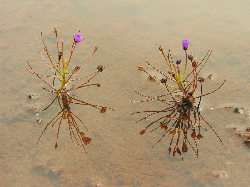 Gloiocephala Aquatica