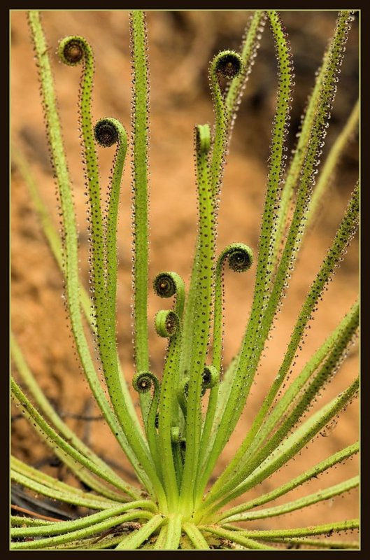 Pinguicula reticulata