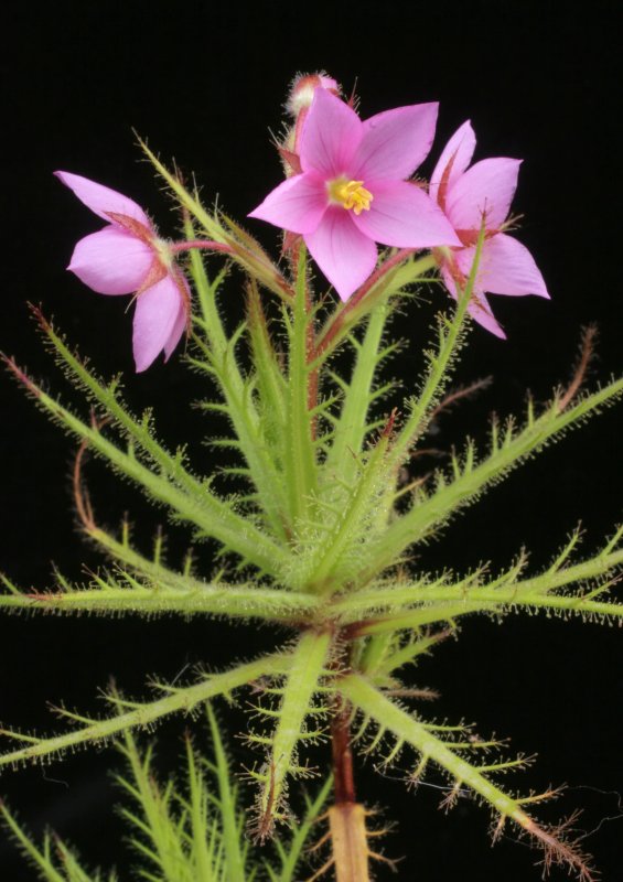 Jasione amethystina