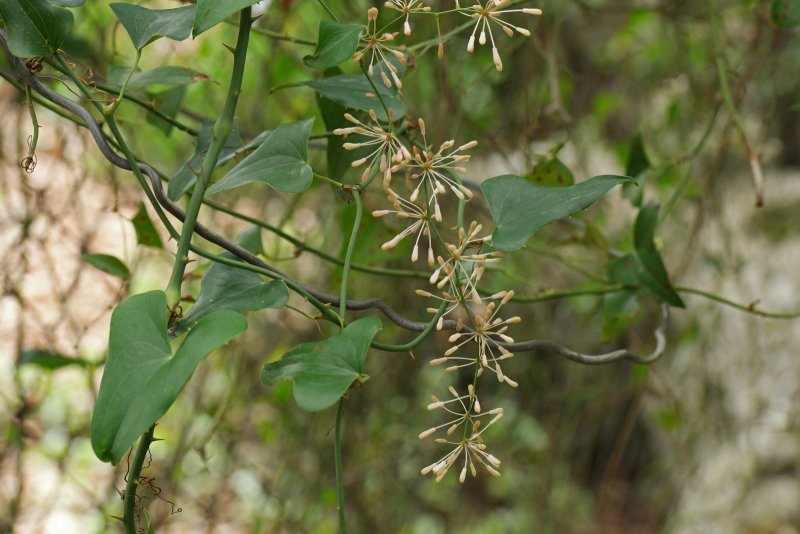 Smilax aspera