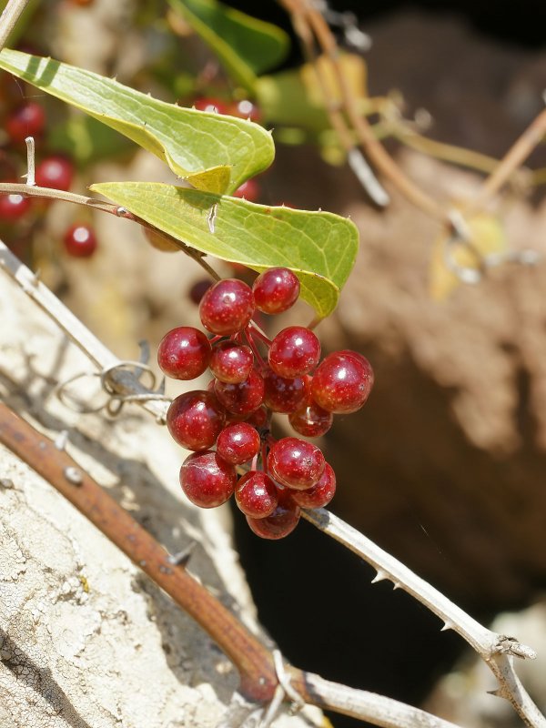 Smilax Ornata