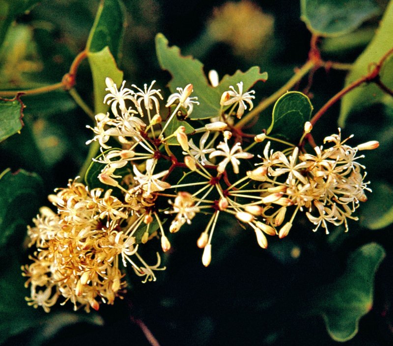 Сарсапарилла (Sarsaparilla).