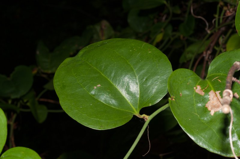 Smilax rotundifolia