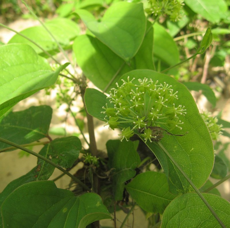 Smilax Excelsa