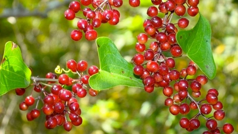 Сассапариль высокий (Smilax Excelsa)