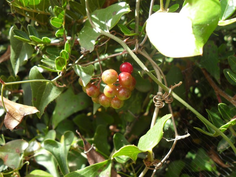 Smilax aspera