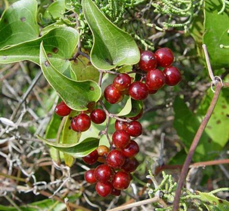 Smilax aristolochiifolia