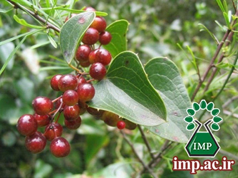 Smilax officinalis