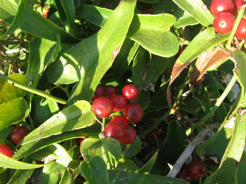 Smilax aspera