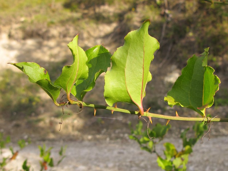Smilax rotundifolia