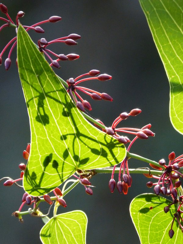 Smilax rotundifolia синие ягоды