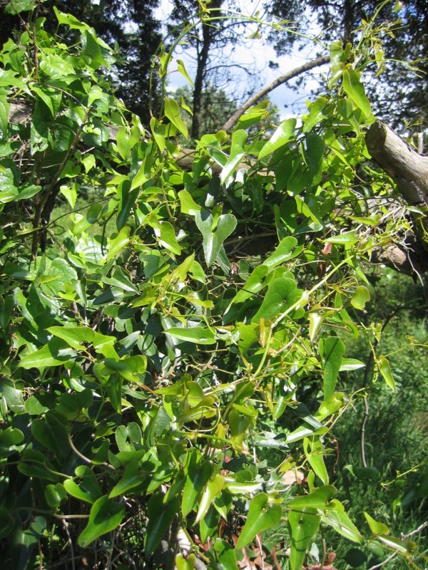 Smilax Ornata