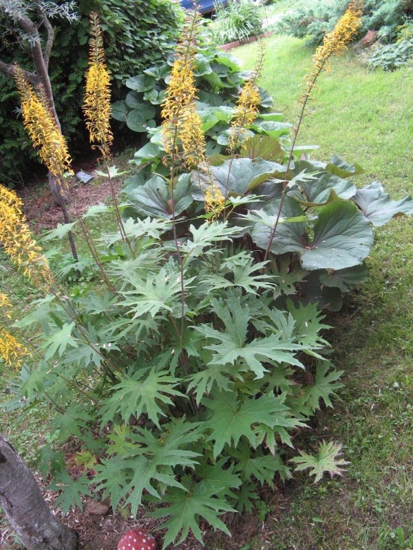 Бузульник Пржевальского Ligularia przewalskii