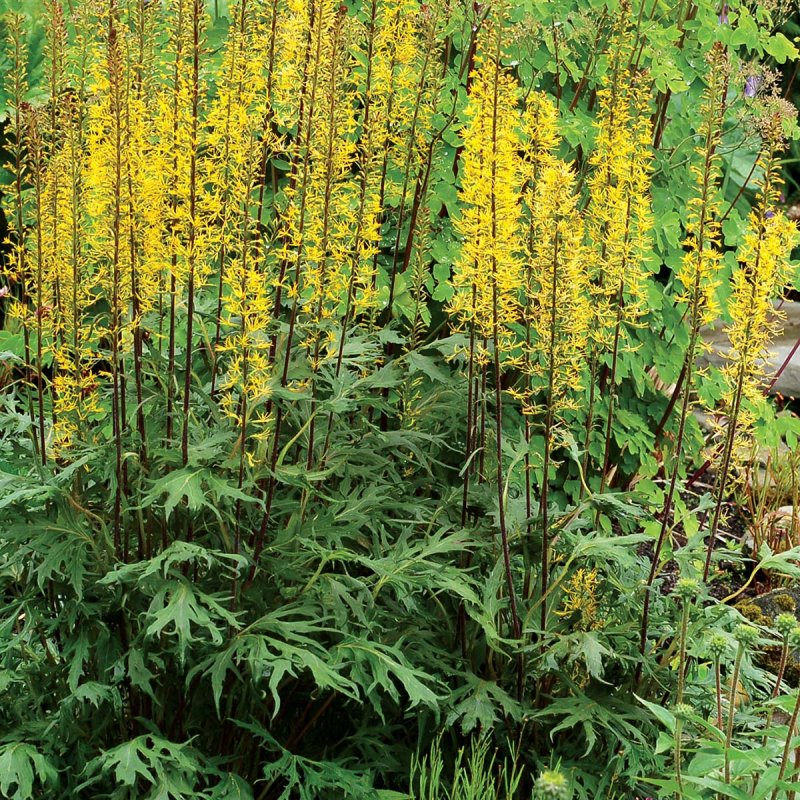 Бузульник Пржевальского Ligularia przewalskii