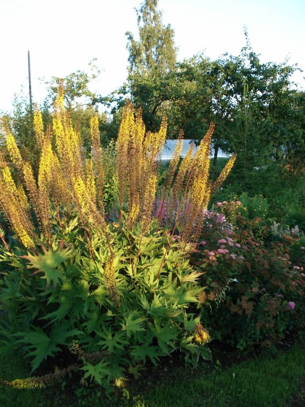Бузульник Пржевальского Ligularia przewalskii