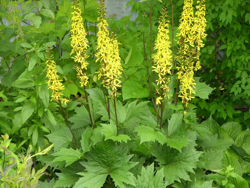Бузульник Пржевальского Ligularia przewalskii