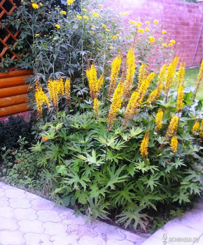 Бузульник Пржевальского Ligularia przewalskii
