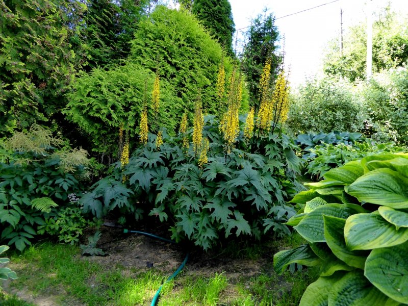 Бузульник Пржевальского Ligularia przewalskii