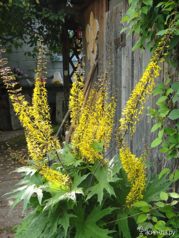 Бузульник Пржевальского Ligularia przewalskii