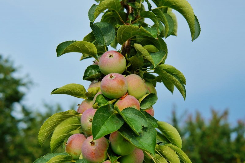 Яблоня колоновидная "Янтарное ожерелье" (Malus domestica)