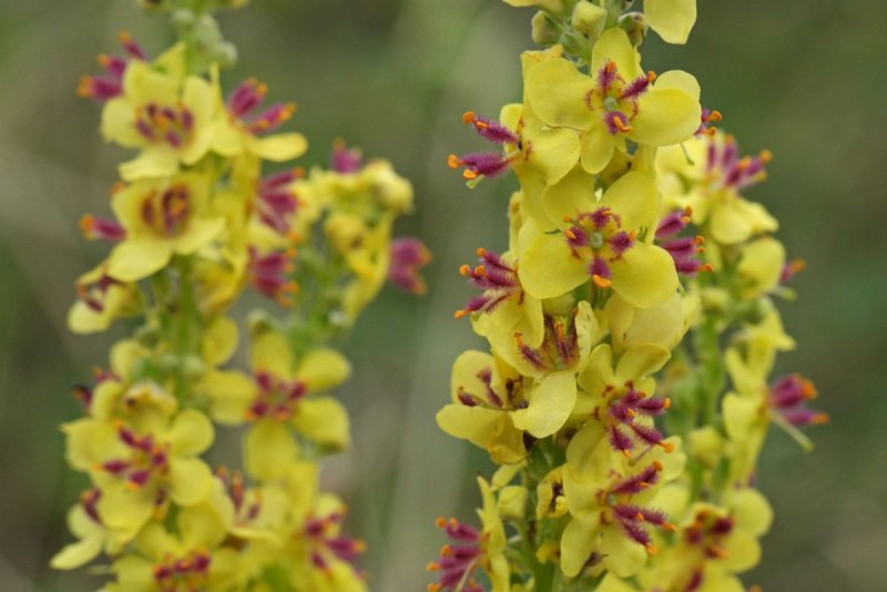 Коровяк (Verbascum)