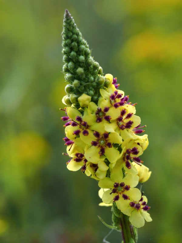Коровяк (Verbascum)