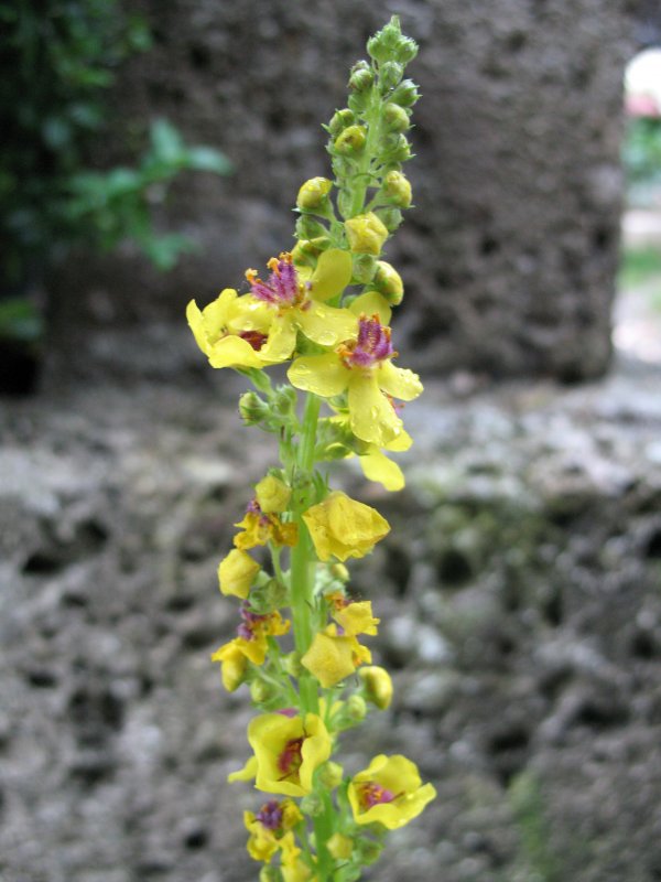 Коровяк черный (Verbascum nigrum)