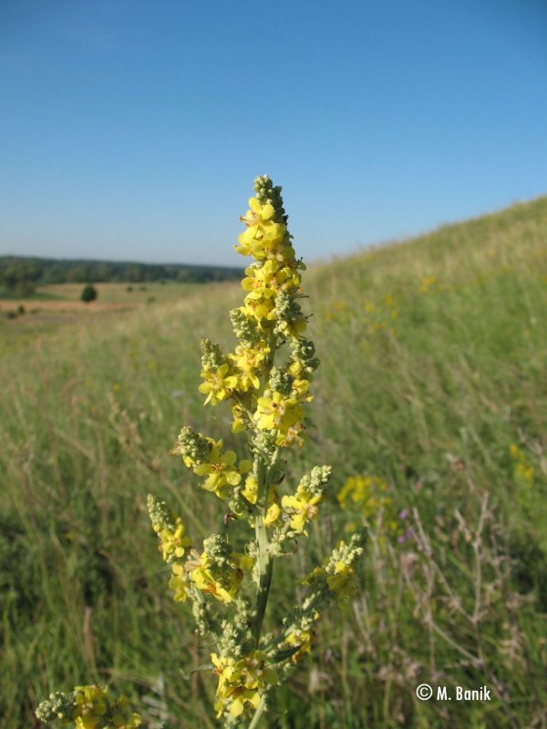 Verbascum lychnitis