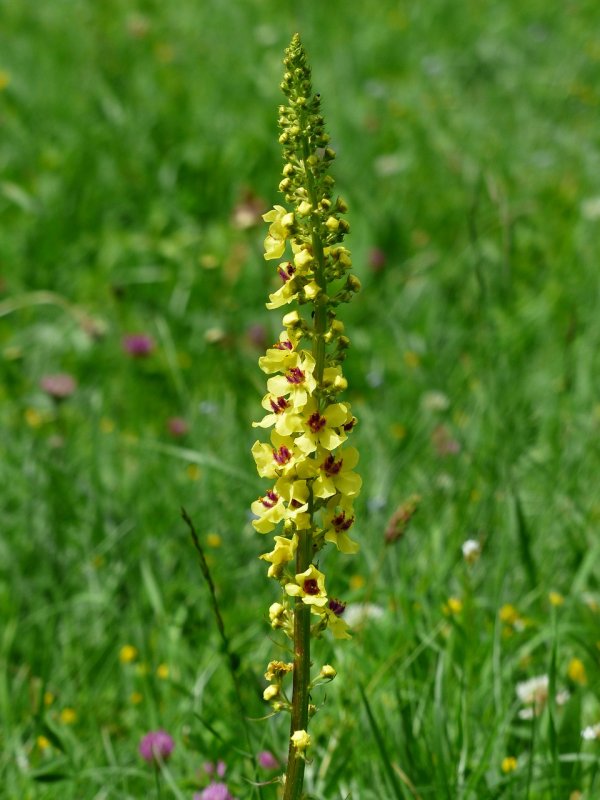 Коровяк черный (Verbascum nigrum)