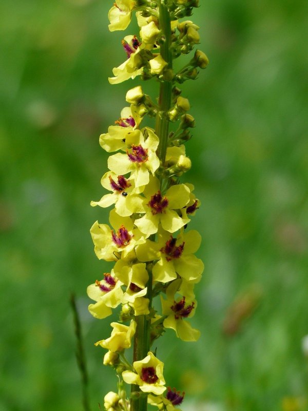 Коровяк Verbascum Dark Eyes
