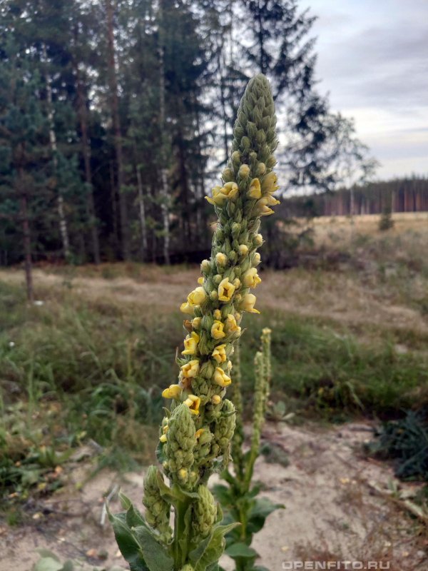 Коровяк (Вербаскум) гибридный Джеки ин Йеллоу