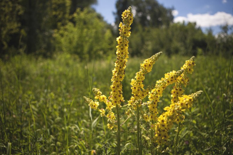 Растение Verbascum phlomoides