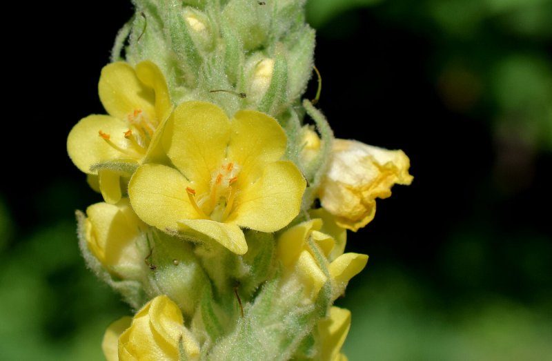 Verbascum Dark Eyes