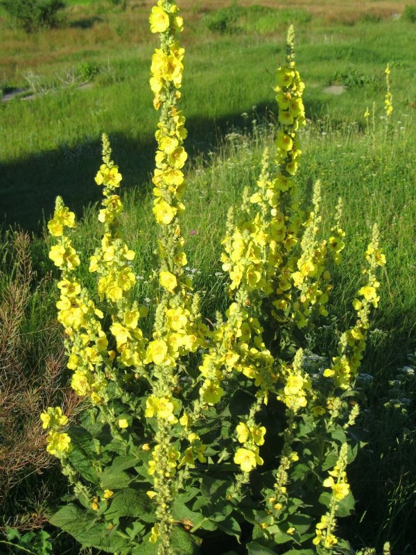 Коровяк Черноморский