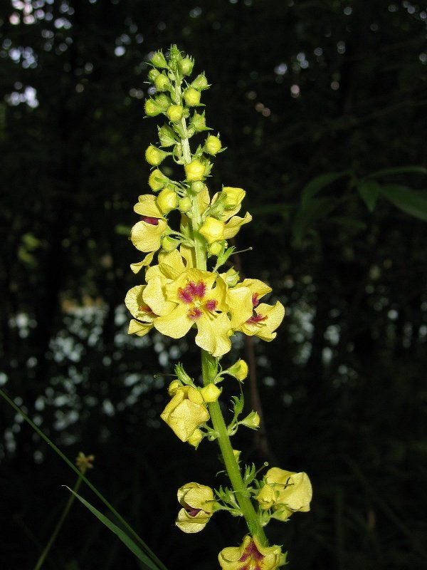 Коровяк черный— Verbascum nigrum l.