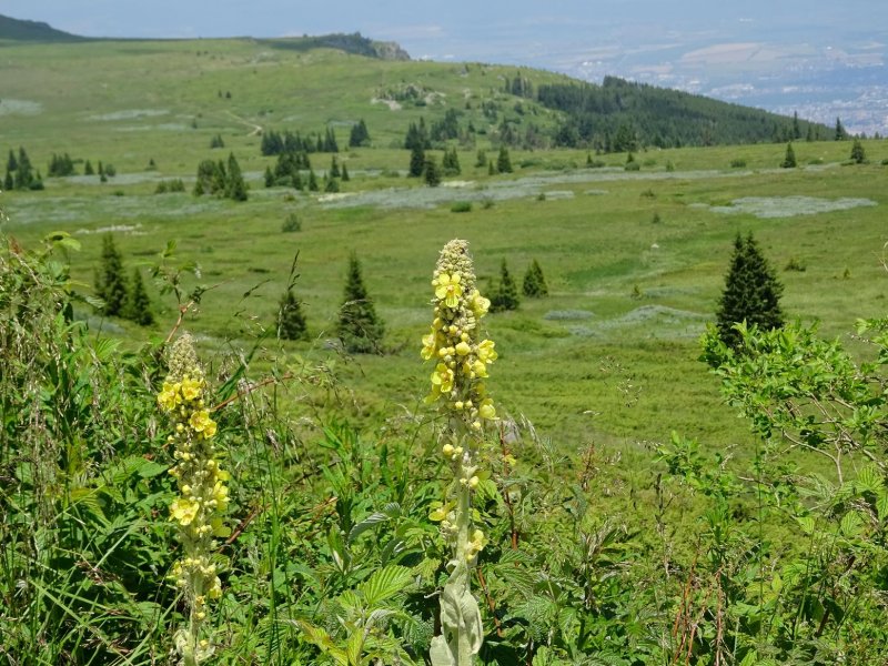 Коровяк (Verbascum)