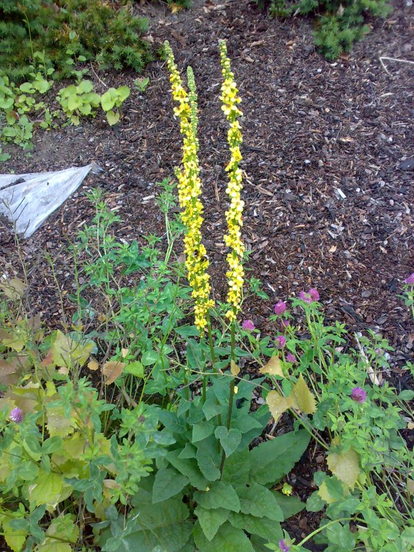 Коровяк черный (Verbascum nigrum)